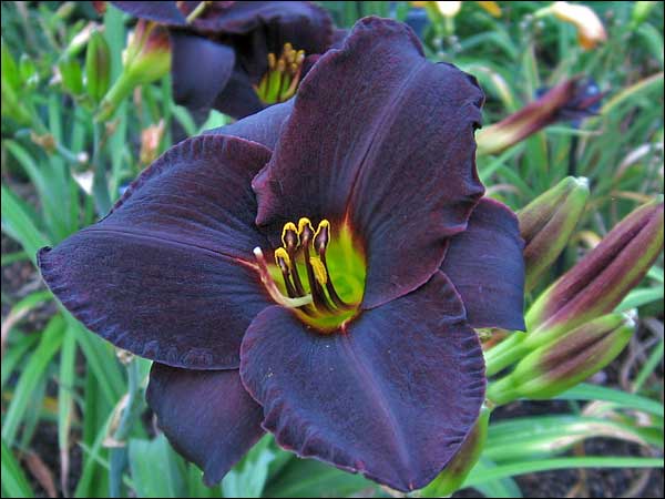 'Caribbean Frank League'